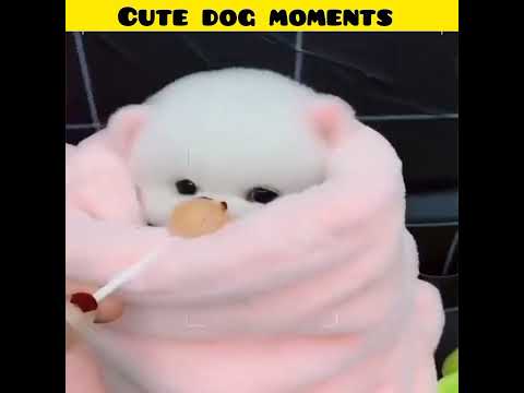 Cute dog moments | Part-13 | funny dog videos in Bengali| #shorts #shortvideo #funny