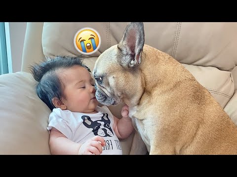 Our FUNNIEST Best Dog And Baby Moments of 2022