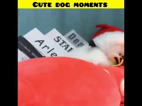 Cute dog moments | Part-39| funny dog videos in Bengali| #shorts #shortvideo #funny