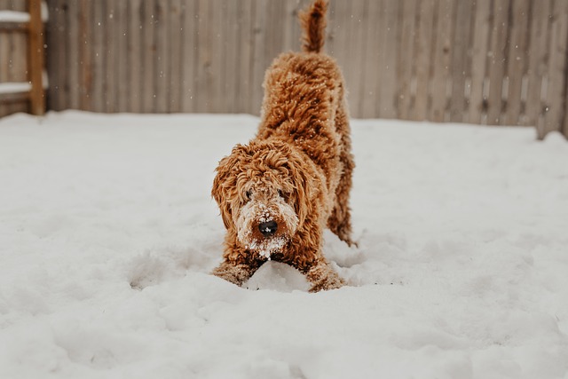 How To Break Bad Habits In Your Canine With Training