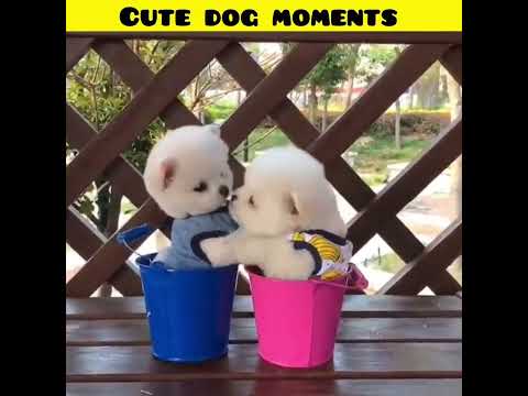 Cute dog moments | Part-38| funny dog videos in Bengali| #shorts #shortvideo #funny