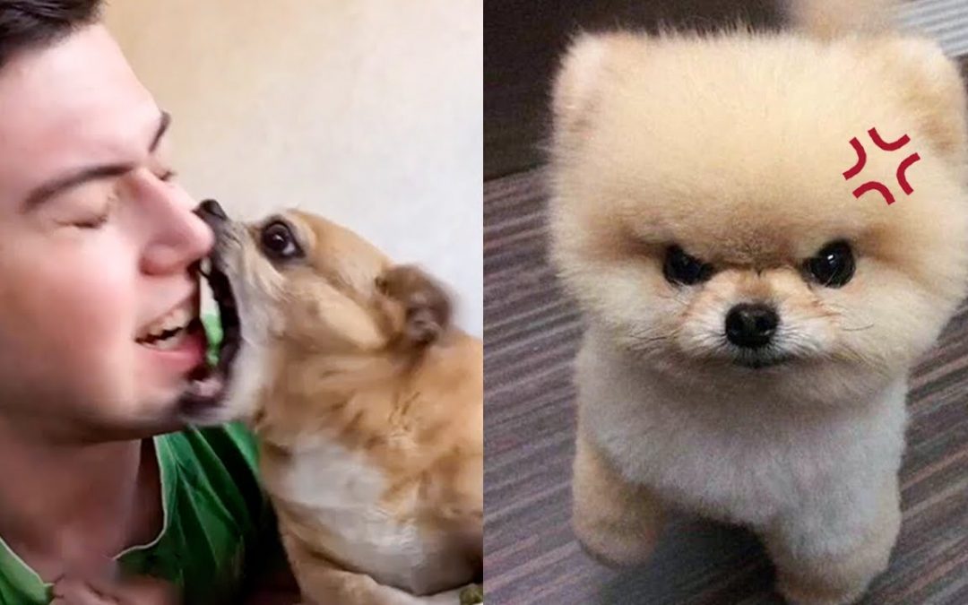 Oh No! These Funny Dogs Get Angry For No Reason 😂| Pets Town