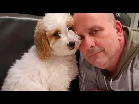 Funny Dog And Their Human, get ready for LAUGHING!   Best Animals Show Love Videos