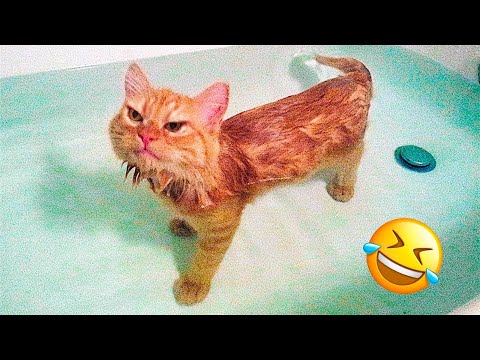 Best Funny Animal Videos Of The 2022 🤣 – Funniest Cats And Dogs Videos 😺😍