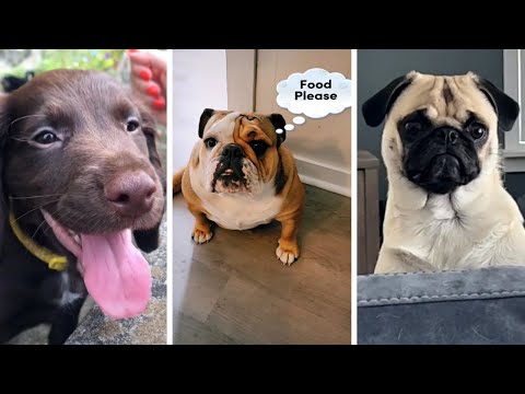 Best DOG Videos 2022 😂 The funniest puppies compilation! 🐶