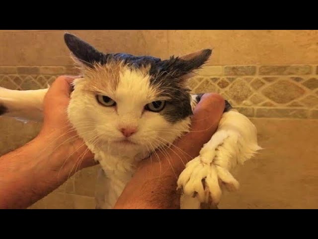 Funny animals – Funny cats / dogs – Funny animal videos / Best videos of November 2022