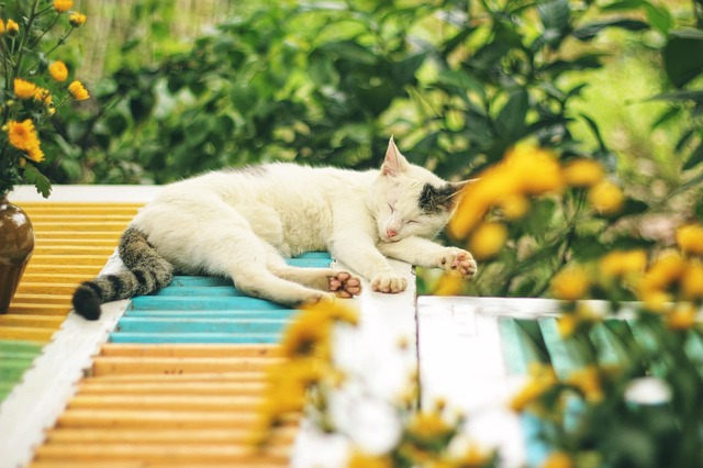 Top Tips And Advice For A Healthy Cat