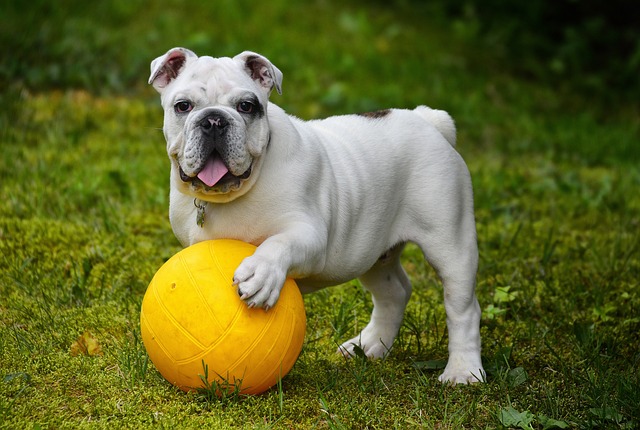 Try These Tips To Get Your Dog Under Control!