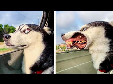 Funny Animal Videos 2022 😂 – Funniest Cats And Dogs Video 😺