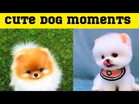 Cute dog moments Compilation Part 11| Funny dog videos in Bengali