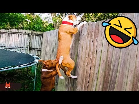 Funniest Animals 2022 🤣 – Funny Dogs And Cats Videos 🐶😺