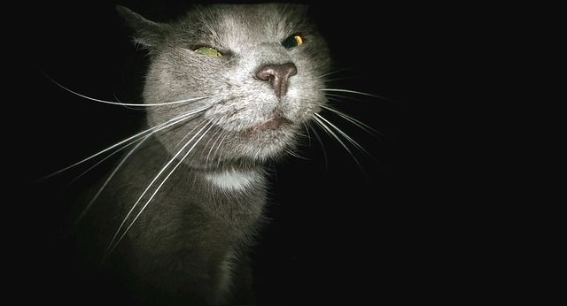 Want To Do What Is Best For Kitty? Read This!