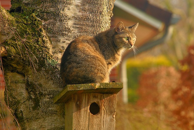 What You Must Know If You Have Cats