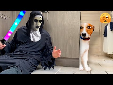 Don't Laugh Too Much At This Angry Dog | Funniest Dogs Reaction | Pets Island