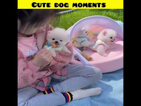 Cute dog moments | Part-40| funny dog videos in Bengali| #shorts #shortvideo #funny