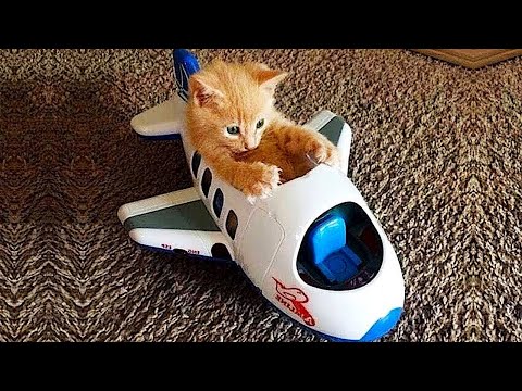 New Funny Videos 2022 😍 Fun with cats and dogs 😂🐱🐶