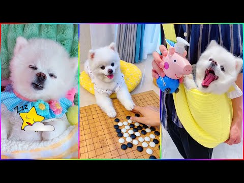 Funny and Cute Dog Pomeranian 😍🐶| Funny Puppy Videos #302