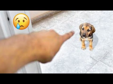 Dogs Being Dogs Is The Most Hilarious Thing| Pets Town