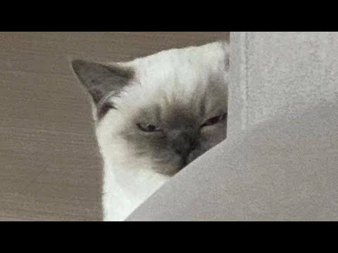 Probably the Funniest Pet Video on Youtube 😹 (Funny Animals)