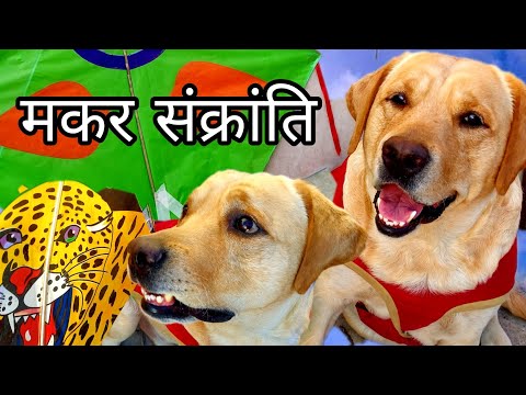 Labrador #Dog Shy Ne Manai MAKAR SANKRANTI 🪁😂 | Funny Dog Video | SourShy Dog @SourWelogs