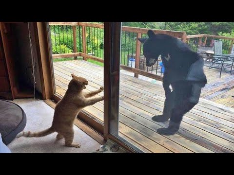 Incredibly hilarious animal moments #59