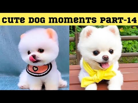 Cute dog moments Compilation Part 14| Funny dog videos in Bengali