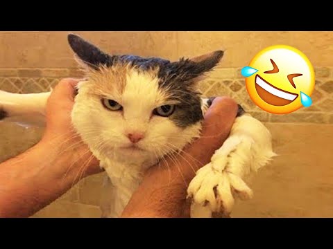 New Best Funny Videos 2022 π Cutest Dogs and Cats π±πΆFunny animals
