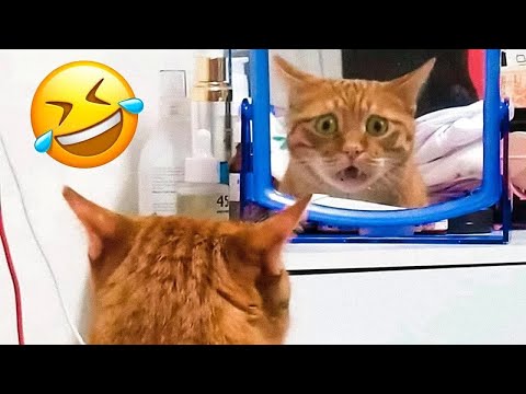 Funniest Dogs And Cats Videos Part 7 😅 – Best Funny Animal Videos 2023 😁