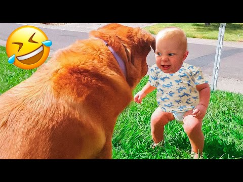 Funniest Dogs And Cats Videos 😅 – Best Funny Animal Videos 2023 🥰 #5