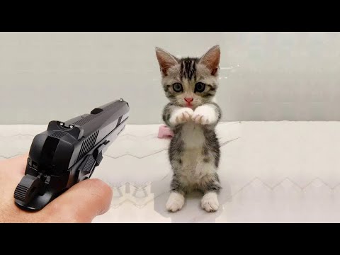 Funniest Animals 2023 😂 Funniest Cats and Dogs 😺🐶 Part 22 – Life Pawty