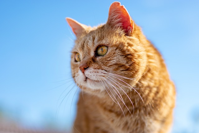 A Great Beginner’s Guide To The World Of Cats