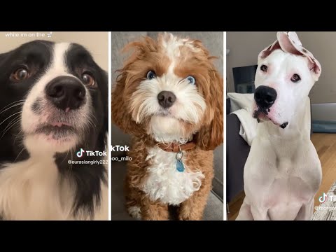 Funniest DOG Videos 🐕 Ultimate Compilation of Cute Dogs! 🐶