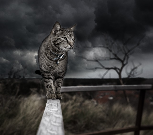 Boost Your Knowledge Of Cats With These Cat Tips
