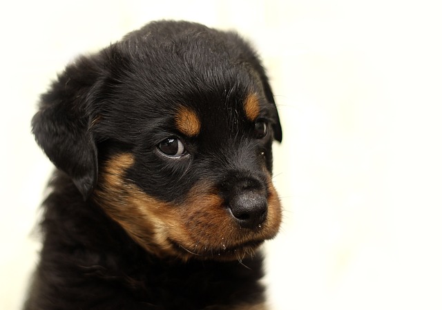 Dog  Training Goals  And Training Plan, The Basics