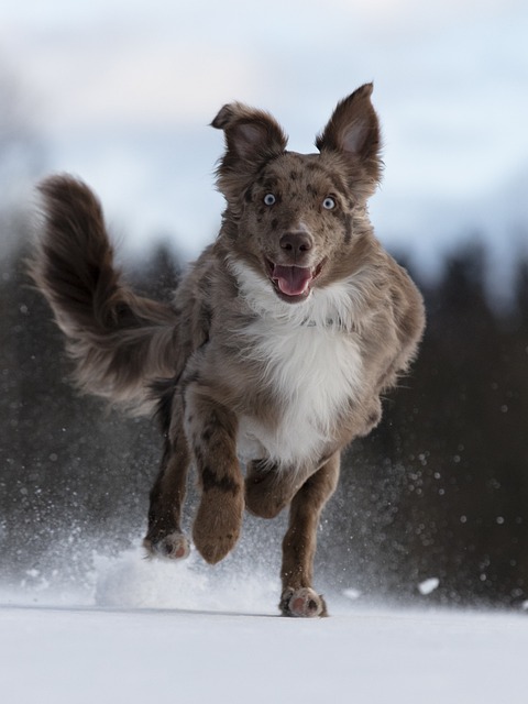 Dog Training Tips That Can Work For Everyone!