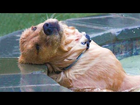 Funniest Animals 2023 😂 Best Funny Cats and Dogs 🐱🐶