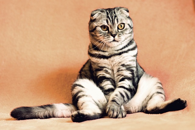 Learn Everything That Goes Into Having A Cat
