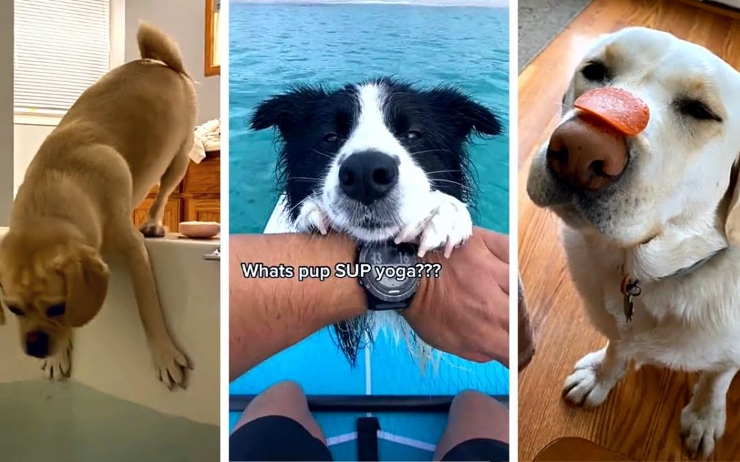Ultimate Funny DOGS Compilation! 🤣 (Cutest PUPPIES on the internet) 🐕 #2