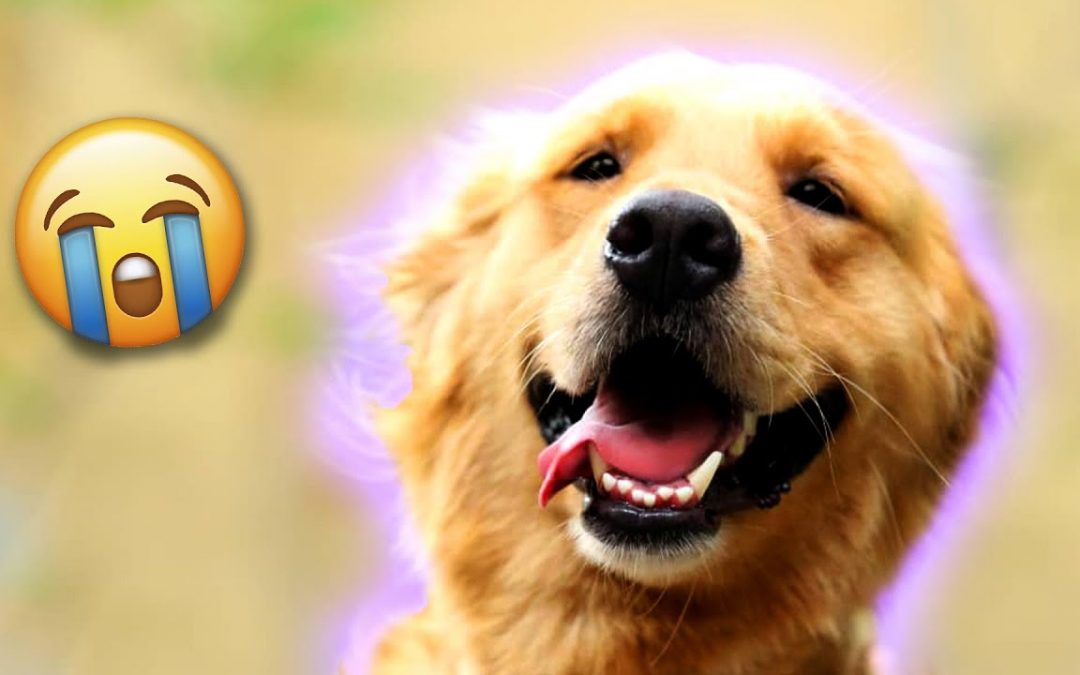 The BEST Cute and Funny Dog Videos of 2022! 🐶