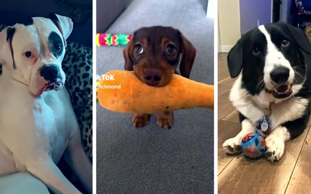 Cutest DOG Videos Ever!! 🐶 (Funny PUPPIES compilation ) 🐶