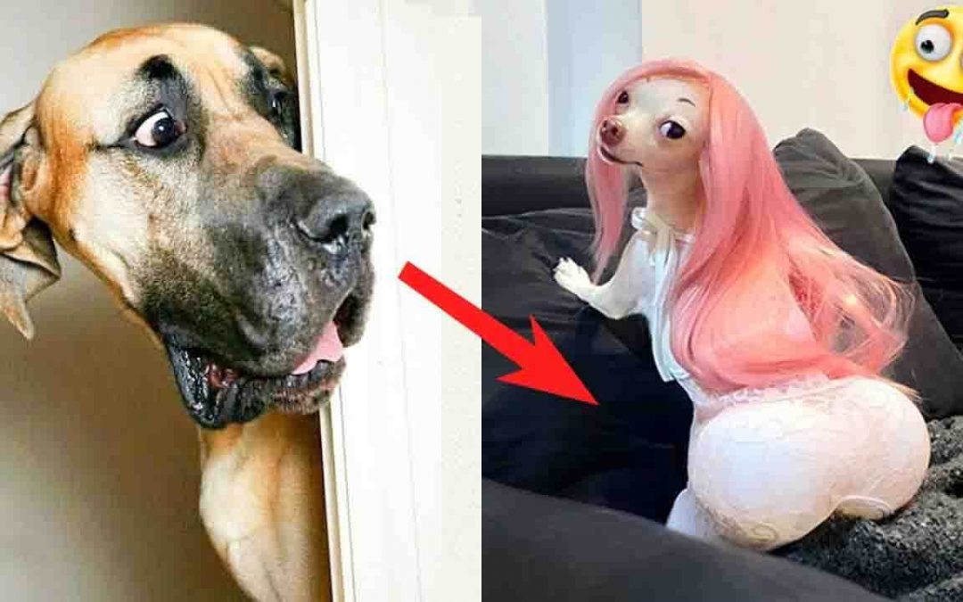 Laugh A Lot At These Funny Dogs Reactions| Pets Town