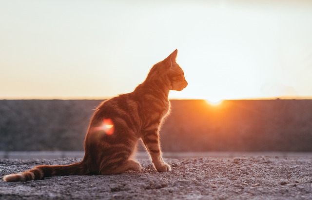 Need Good Information About Cats Look Here!