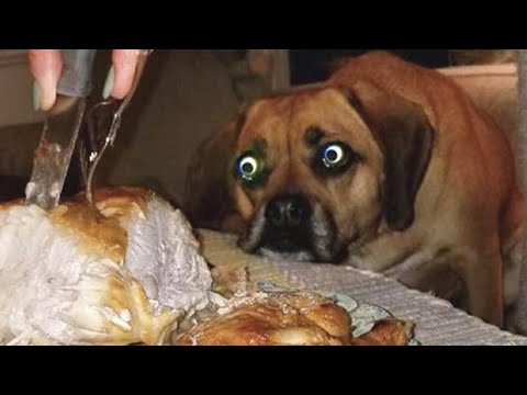 FUNNY DOGS, prepare yourself to CRY WITH LAUGHTER!