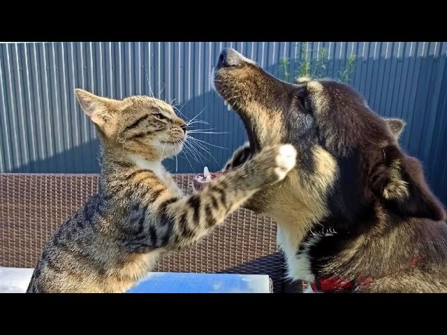 Funny animals – Funny cats / dogs – Funny animal videos 263