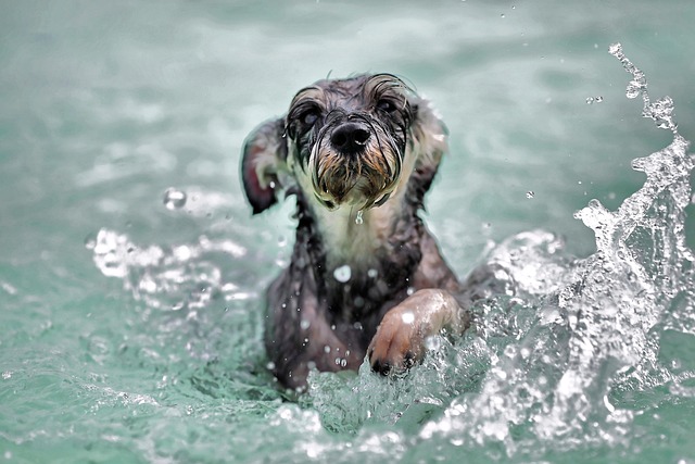 Simple Ways To Help Train Your Dog