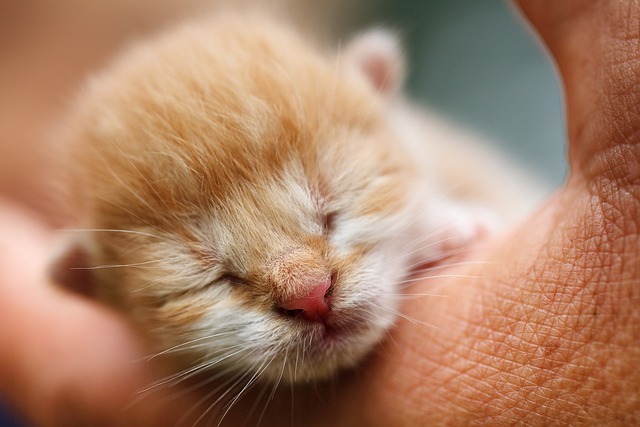 Some Tips And Information For Cat Owners.
