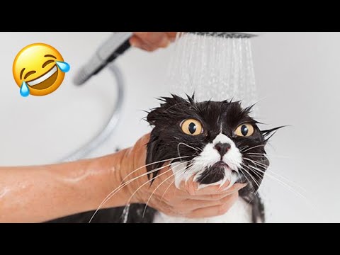 Funniest Cats And Dogs 🐱🐶 Funny Animal Videos 😂 Part 26 – Foolish Pet