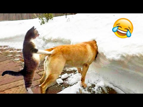 Funniest Dogs And Cats Videos 😅 – Best Funny Animal Videos 2022😇 #13