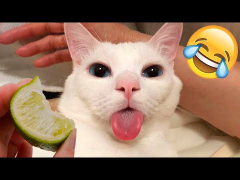Funny Animal Videos 2023 😂 – Funniest Dogs And Cats Videos 😺😍#33