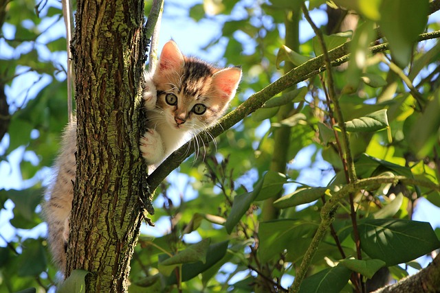Your Cat Needs Proper Care. Read These Tips.
